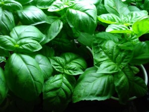 basil