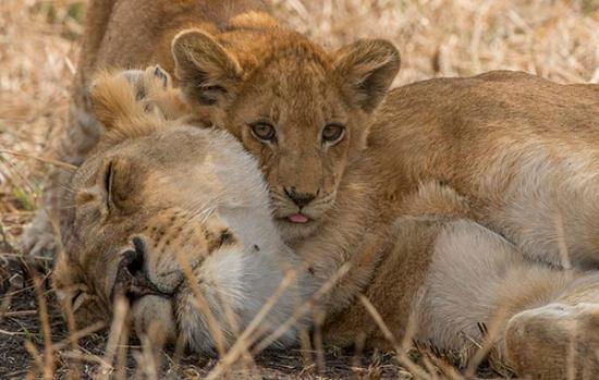 cub-cuddling-with-mom