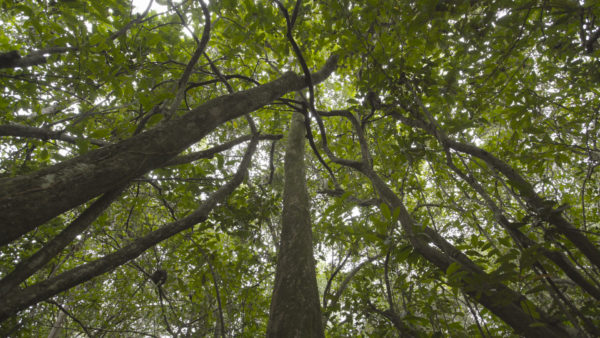 Still image from Silent Forest, one of Mountainfilm’s 2016 Commitment Grant winners. [Photos courtesy of Mariah Wilson]