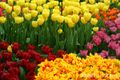 Many tulips