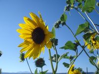 SunflowerBlue
