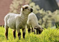 Cs_baby-lambs-farm