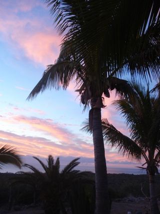 Pink blue palms