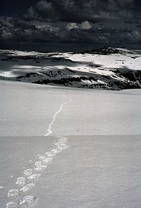 Snow shoe tracks