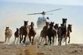 Horses, helicopter