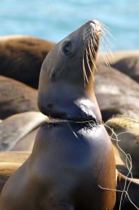 Sea lion strangled by discarded fishing gear
