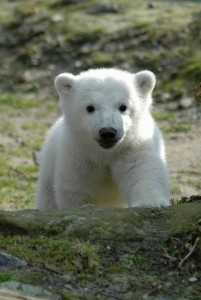 knut-polar-bear