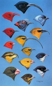 Hawaiian endemic birds