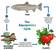 Aquaponics cycle