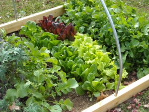 Lettuces, credit http://yearroundharvest.com/tag/organic-gardening/