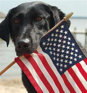 dog-with-flag