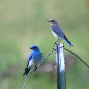 bluebird pair
