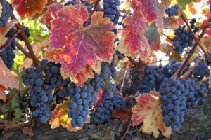 11571873-red-varietal-wine-grapes-on-vine-ripe-for-harvest