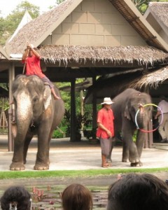 Elephants, Hula Hoop