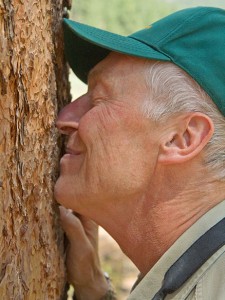 U.S. Forest Service guide Steve Hirst sniffs a Ponderosa pine during a July hike in Coconino National Forest.," from NPR