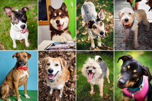 Dogs given celebrity names at shelters in the hopes of attracting adopters include, clockwise from top left: Connie Britton, Eddie Vedder, Taylor Swift, Bill Murray, Cat Deeley, Rod Stewart, Diane Sawyer and James Earl Jones. (From The New York Times article by Allen Salkin)
