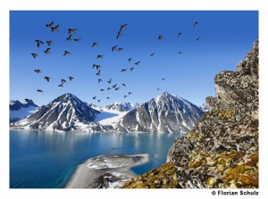 Huge colonies of Little Auk are found in the fjords of Svalbard. They are nesting in little cavities in the steep rocky cliffs. West coast of Svalbard, European Arctic, image by Florian Schultz