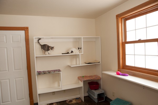 COMMUNAL ROOM FOR CATS AT SECOND CHANCE