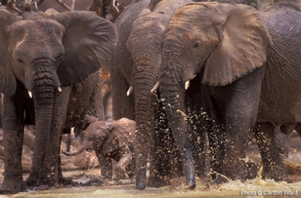 Mali Elephants