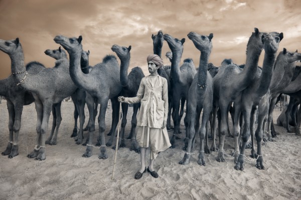India. Rajasthan. Puskar Fair. Camel Trader. 2010