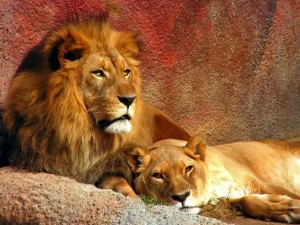 two_lions_lying_wallpapers-normal