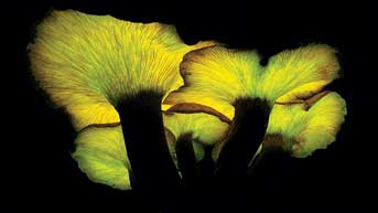 Mushrooms that glow in the dark, favorites of mystical, magical Taylor Lockwood.