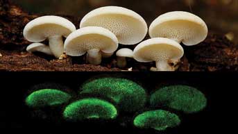 Taylor Lockwood, magical mushrooms that glow in the dark