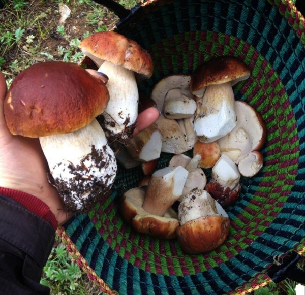 At gourmet dinners, these boletus morph into a gourmet dish.