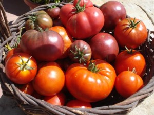 tomatoe heirloom