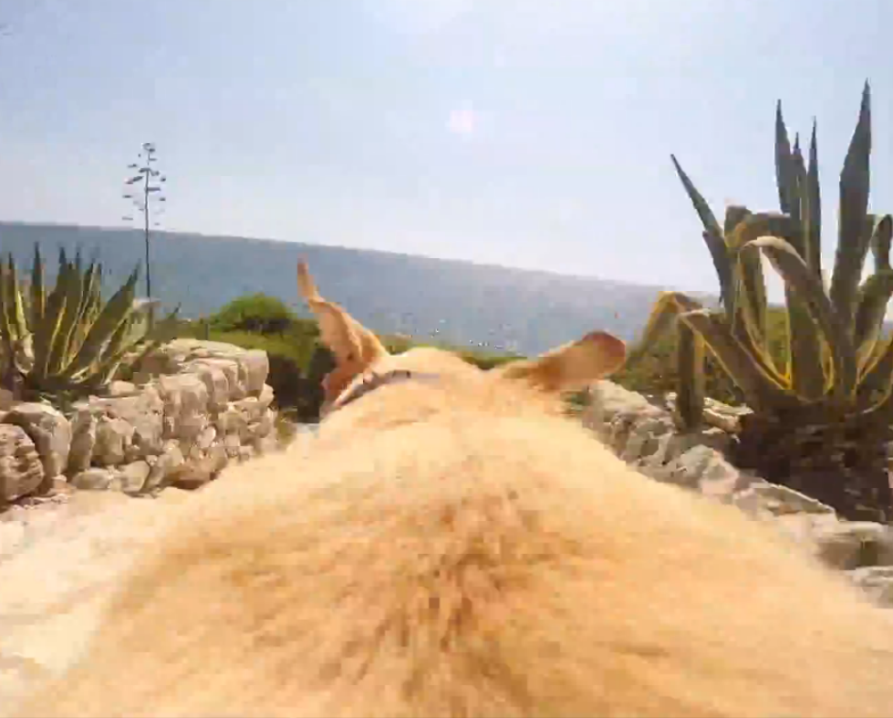 GoPro video of the day...This dog really really loves the water