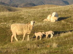 2012-Thanksgiving-Baby-Lambs-273