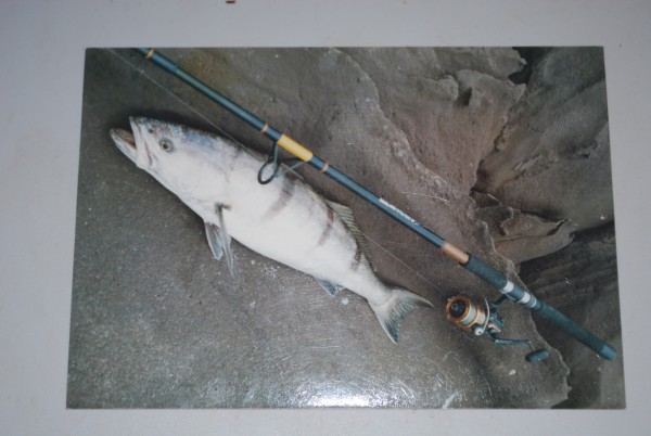 White sea bass, courtesy Lysiak