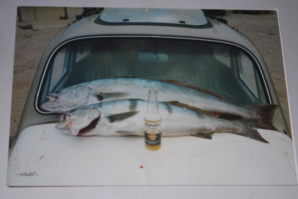 Sea bass, courtesy Baja. Image, courtesy Lysiak