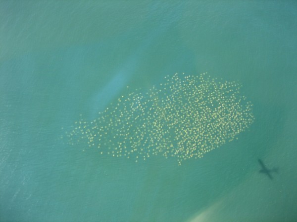 Large groups of sharks and rays, like those shown here, are easily spotted from the air. 