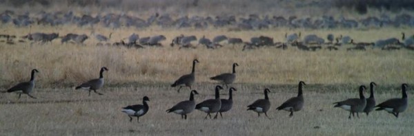 Rare black brant pulling up the rear, Ted Floyd