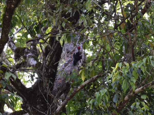 Can you spot the pileated woodpecker? (Dryocopus pileatus) image: Armando Ubeda/LightHawk
