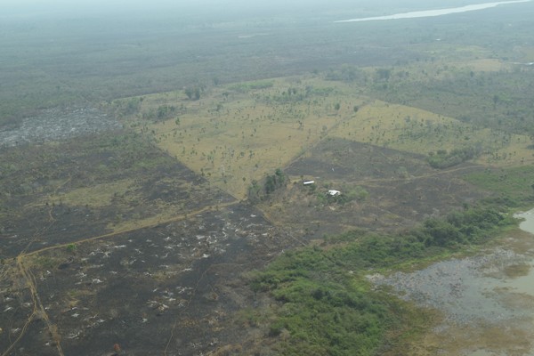 By burning the rainforest, ranchers can grow grass to graze cattle. image: Armando Ubeda