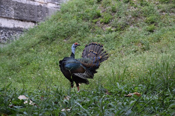 Relative of the wild turkey, the ocellated turkey (Meleagris ocellata) has stunning body feathers in bronze and green iridescent colors. image: Armando Ubeda/LightHawk