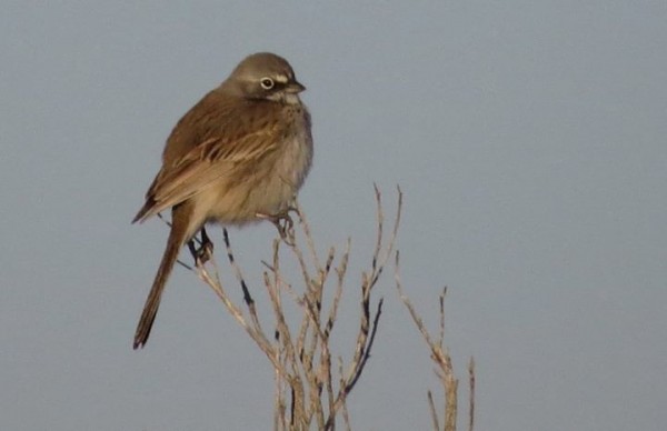 Sagebrush sparrow, Ted Flloyd