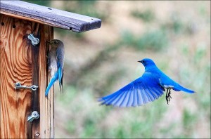 bluebirds box