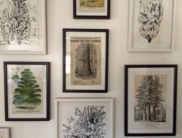 Tree Survey, an Installation of 21 ink drawings and antique engravings of trees