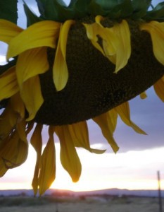 sunflowerbig1
