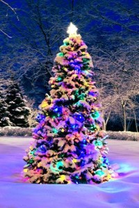 ws-christmas-tree-outside.351151403_std