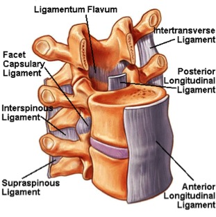 ligament vertebraepg