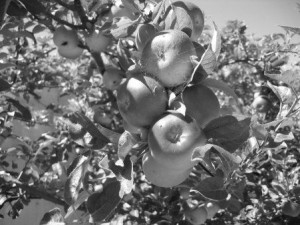 fruit apple_treeBW