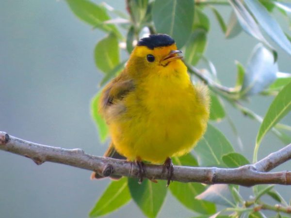 This is one angry bird, an adult make Wilson's Warbler at Bridal Veil Falls. Courtesy Ted Floyd.