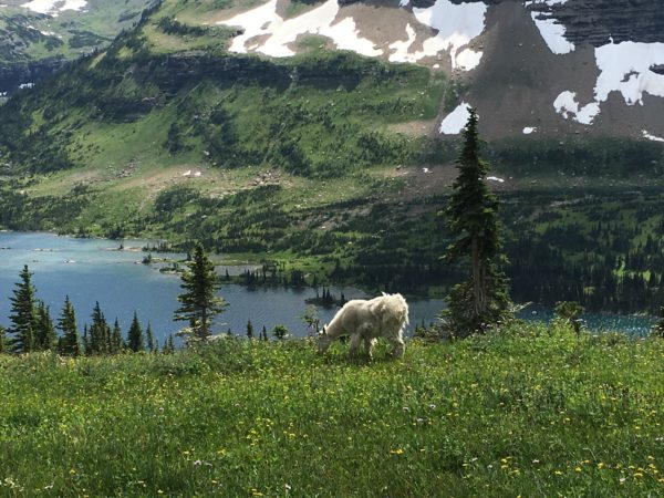 Mountain goat, Hidden Lake
