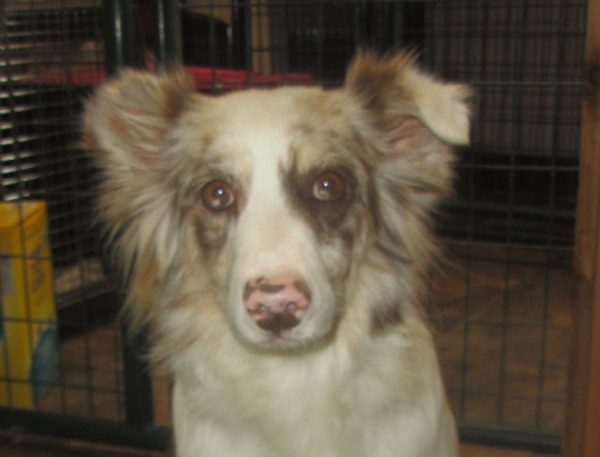 Shay, who survived a puppy mill, is looking for a loving home.